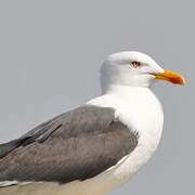 Lesser Black-backed Gull