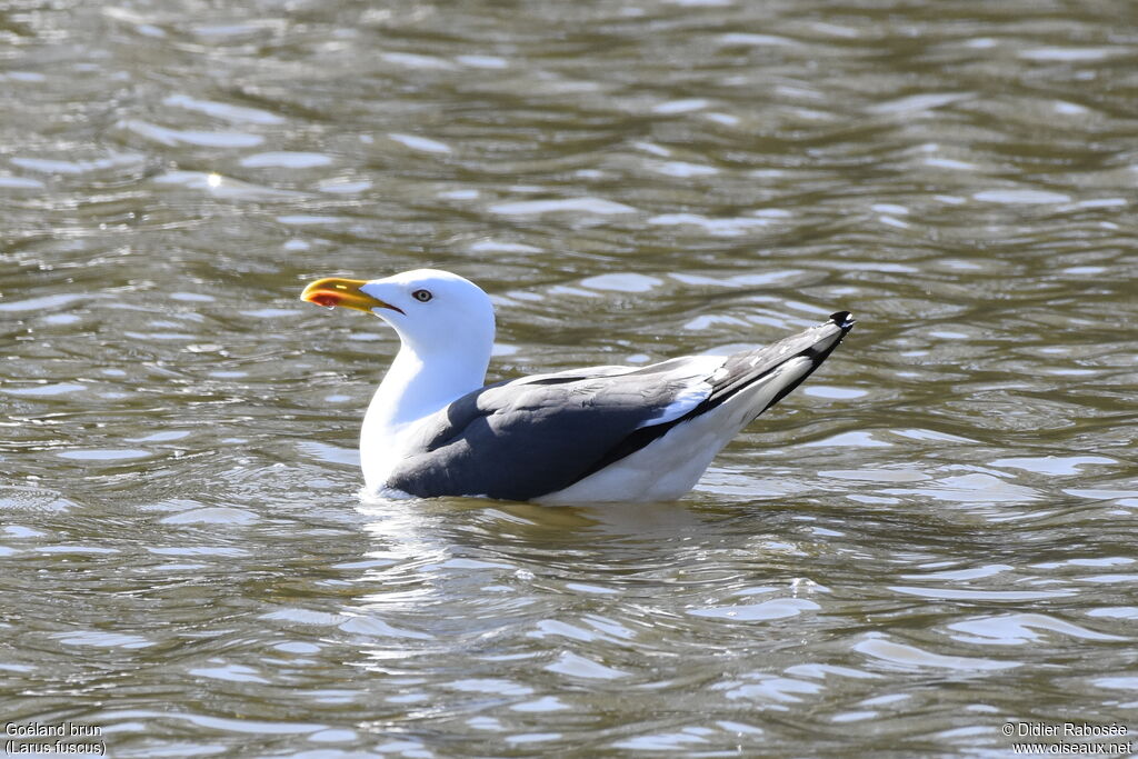 Lesser Black-backed Gulladult breeding