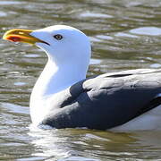 Lesser Black-backed Gull