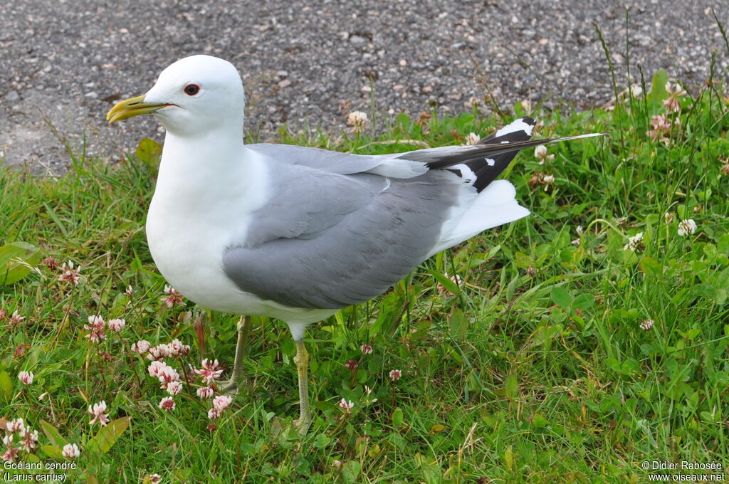 Common Gulladult breeding