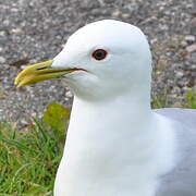 Common Gull