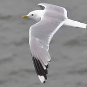 Common Gull