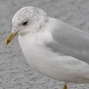 Common Gull