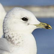 Common Gull