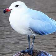 Audouin's Gull