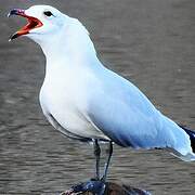 Audouin's Gull