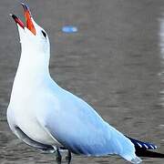 Audouin's Gull