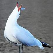 Audouin's Gull