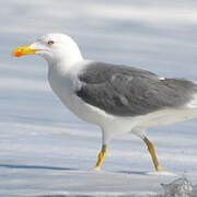 Yellow-legged Gull