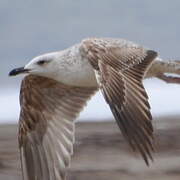 Yellow-legged Gull