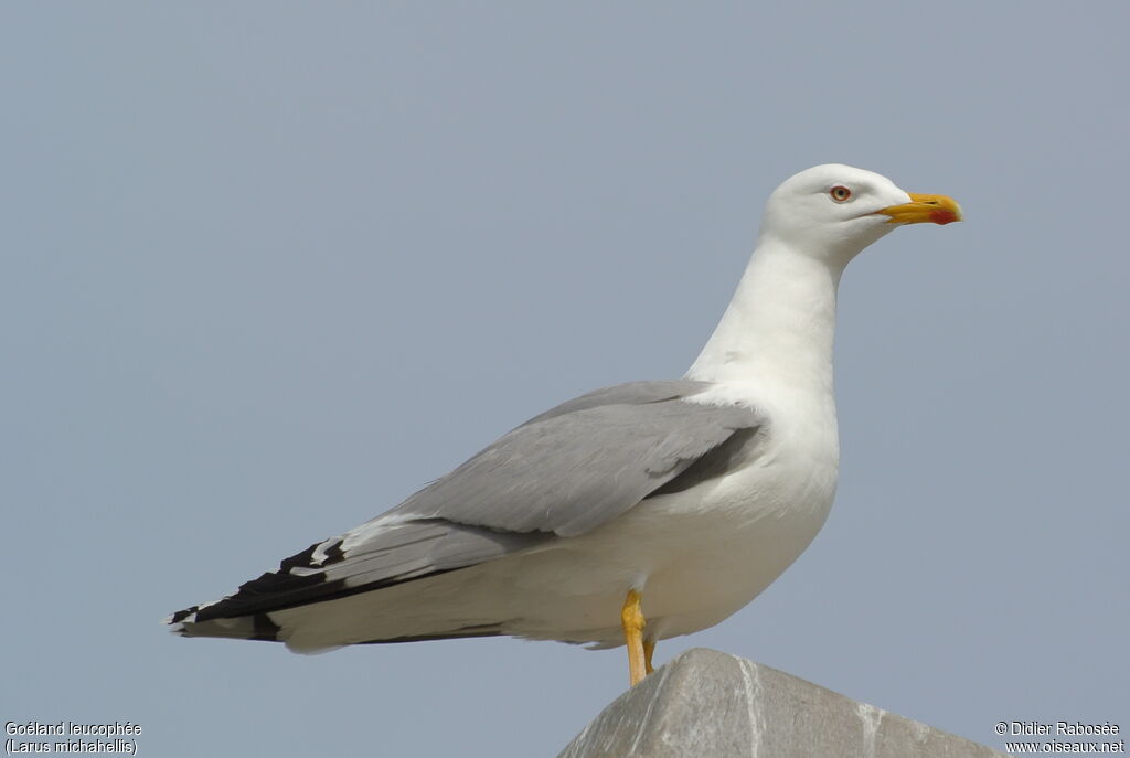 Goéland leucophéeadulte