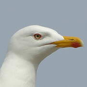 Yellow-legged Gull