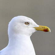 Yellow-legged Gull