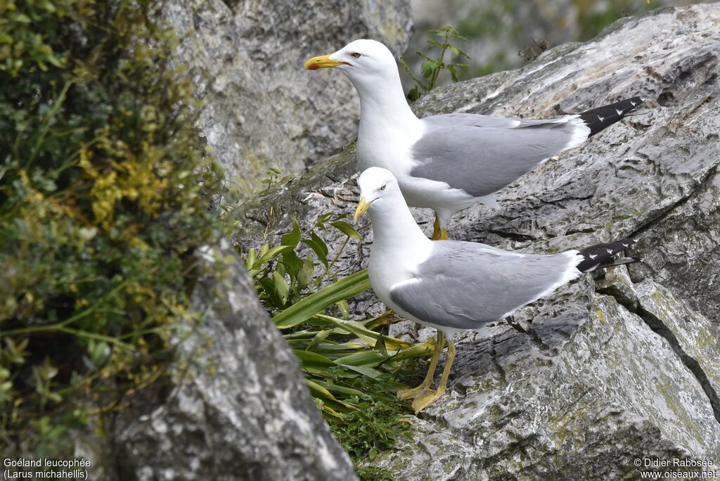 Yellow-legged Gull