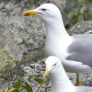 Yellow-legged Gull