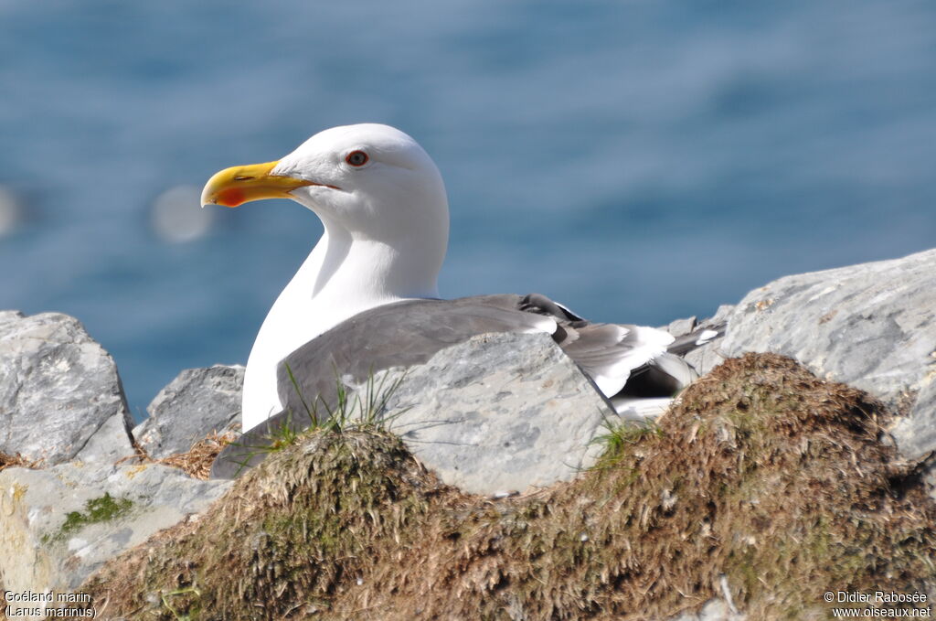 Great Black-backed Gulladult breeding, Reproduction-nesting