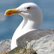 Great Black-backed Gull