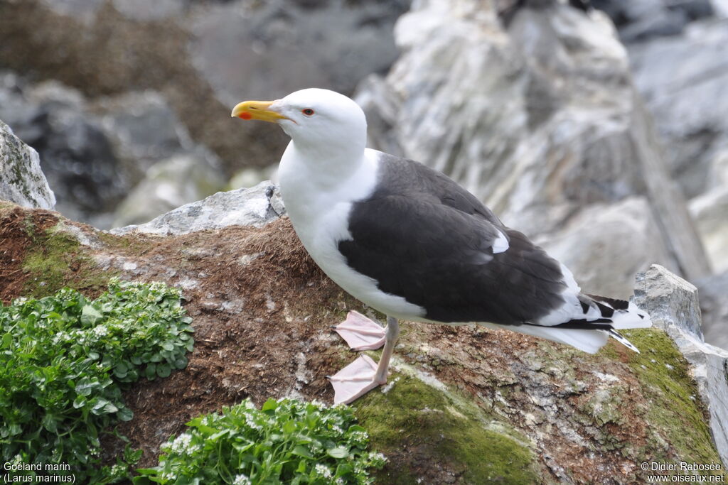 Great Black-backed Gulladult breeding