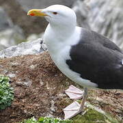 Great Black-backed Gull