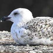 Great Black-backed Gull