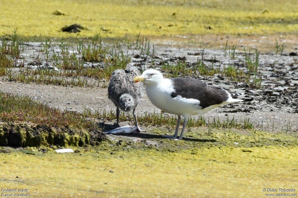 Great Black-backed Gull, eats