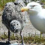 Great Black-backed Gull