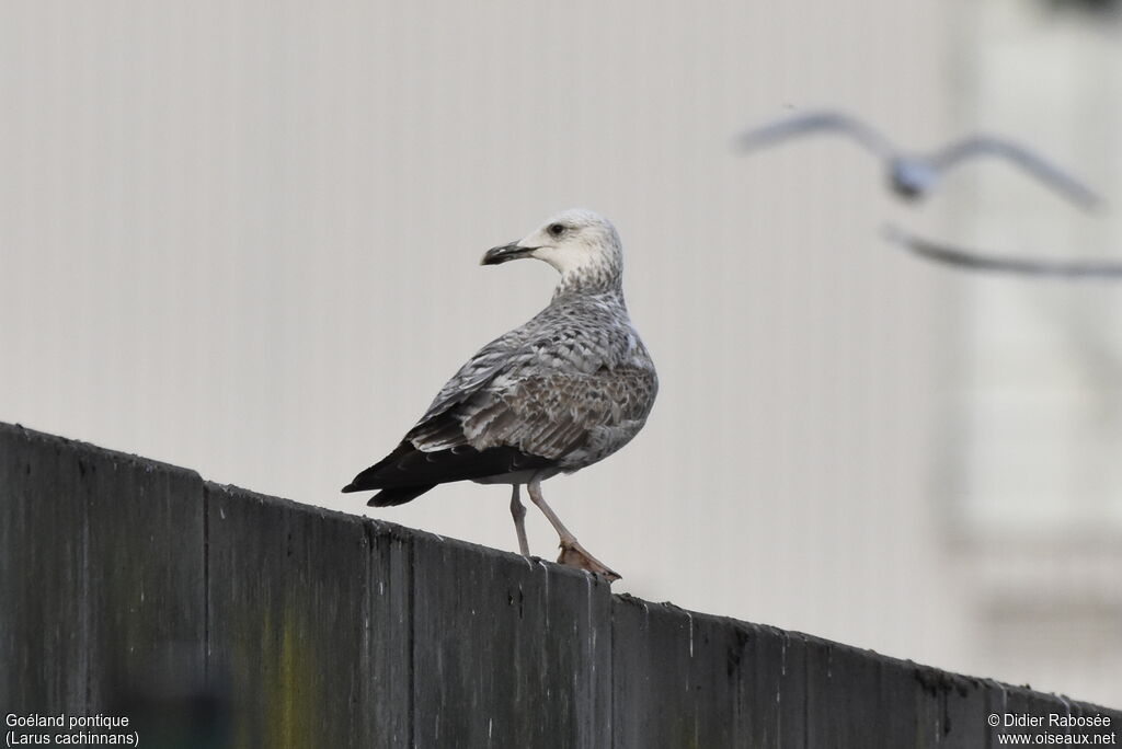 Caspian GullFirst year, identification