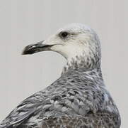 Caspian Gull