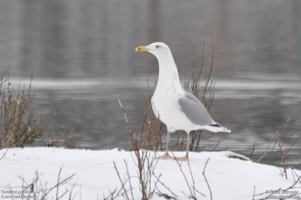 Caspian Gull