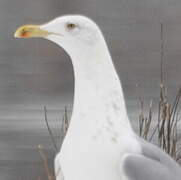 Caspian Gull