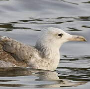 Caspian Gull