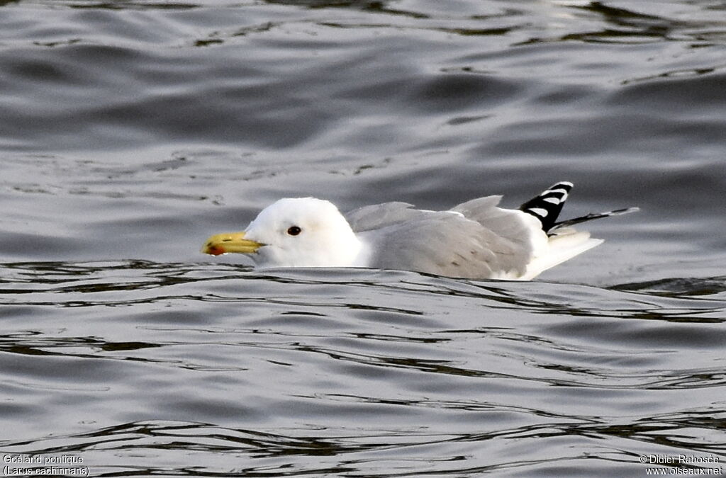 Caspian Gulladult post breeding, identification