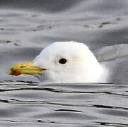 Caspian Gull