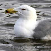 Caspian Gull