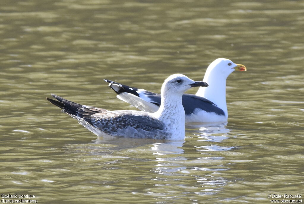 Caspian Gullimmature, identification