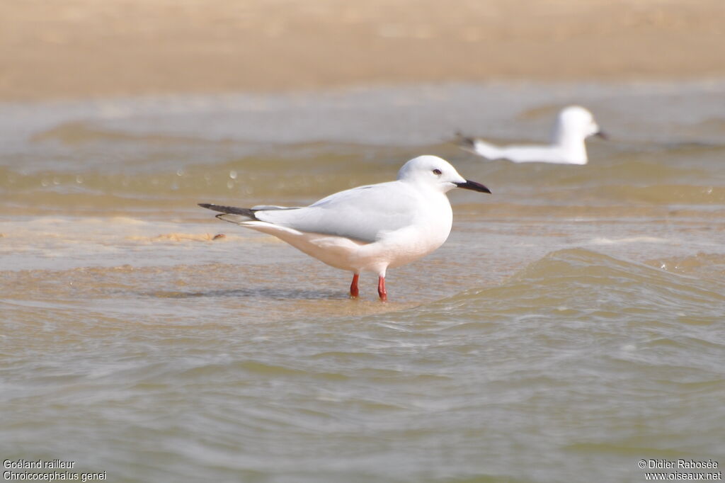 Slender-billed Gulladult