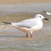 Slender-billed Gull