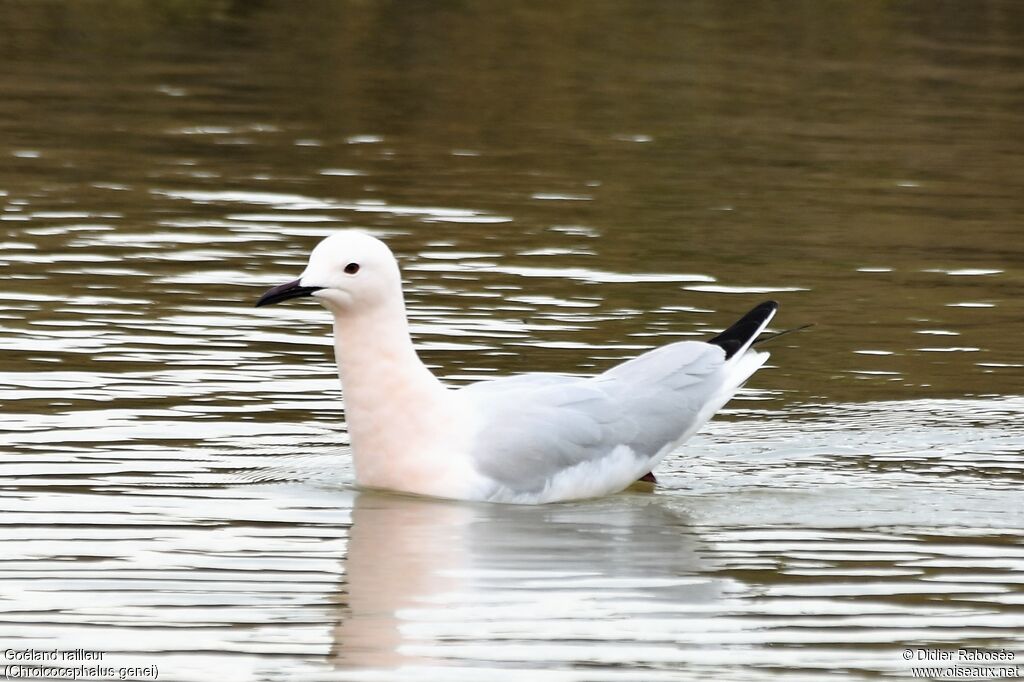 Slender-billed Gulladult breeding