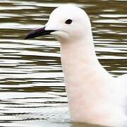 Slender-billed Gull