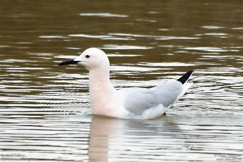 Slender-billed Gulladult breeding