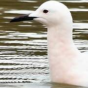 Slender-billed Gull