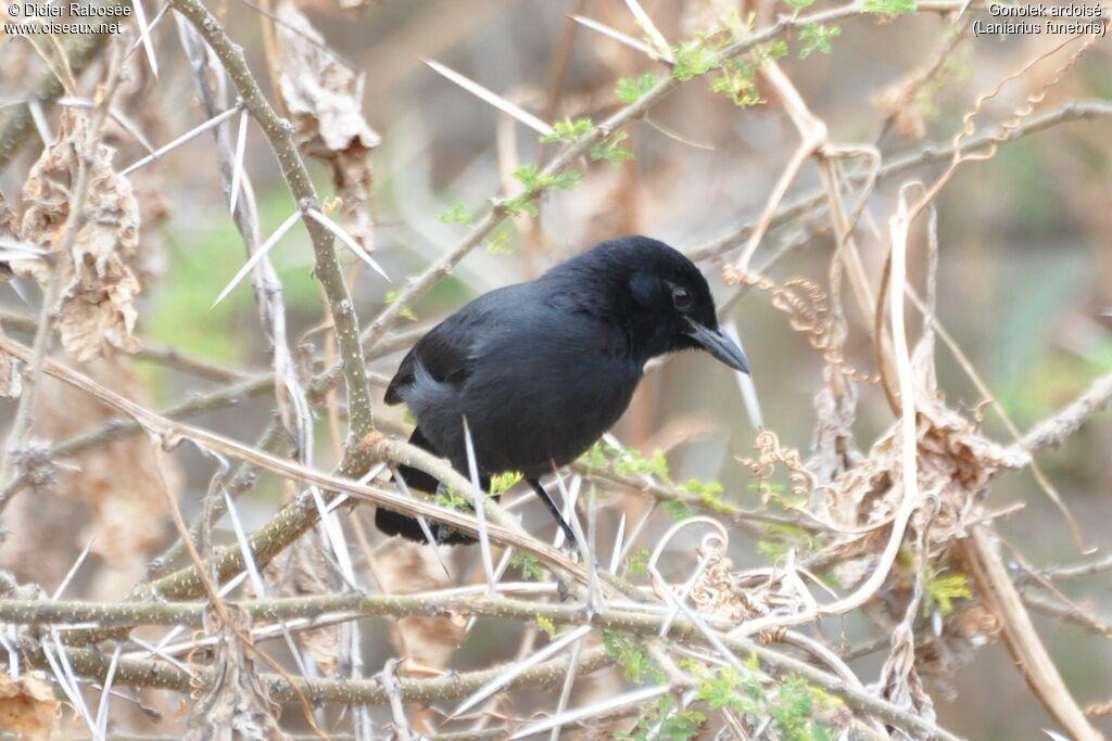 Slate-colored Boubou