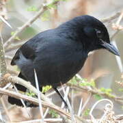 Slate-colored Boubou