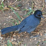 Slate-colored Boubou