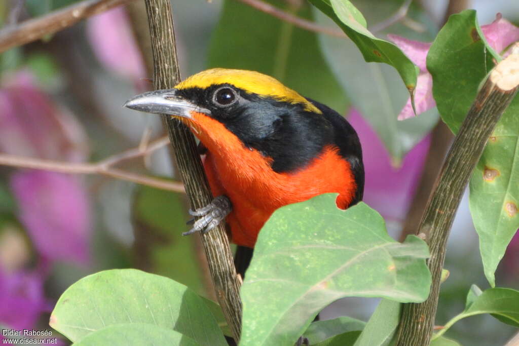 Yellow-crowned Gonolekadult, close-up portrait