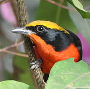 Yellow-crowned Gonolek