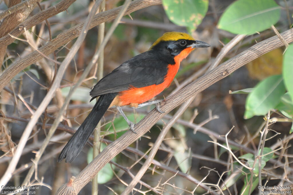 Yellow-crowned Gonolek