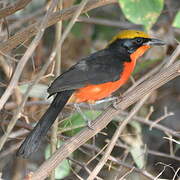 Yellow-crowned Gonolek