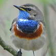 Gorgebleue à miroir