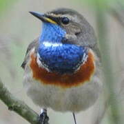 Bluethroat